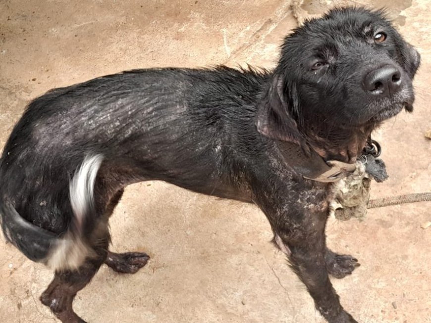 Em Brasilândia, Polícia Militar e Civil prendem suspeito de maus tratos a animais