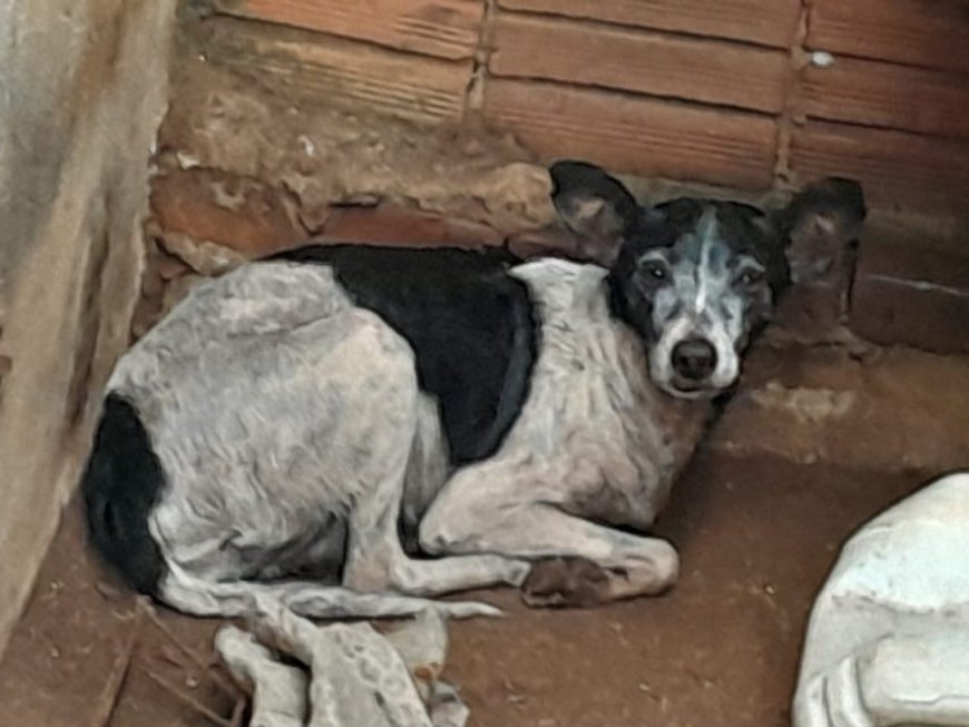 Em Brasilândia, Polícia Militar e Civil prendem suspeito de maus tratos a animais