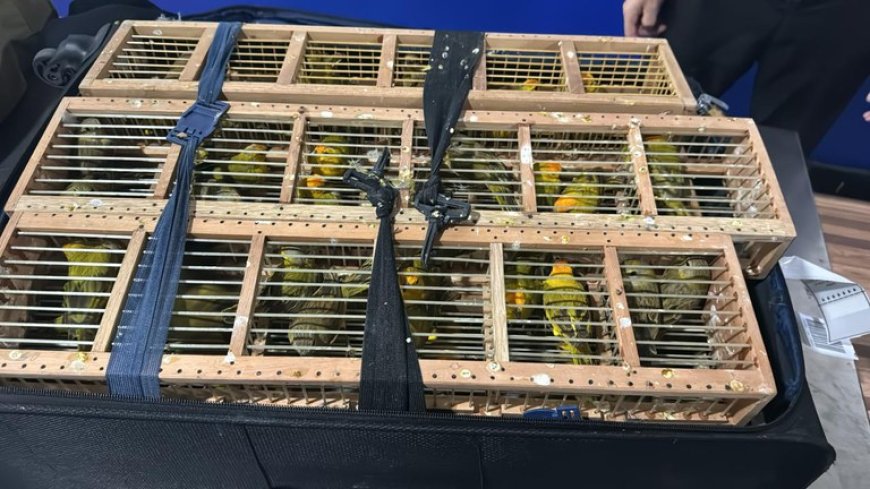 PF apreende 300 aves exóticas em malas no Aeroporto de Manaus