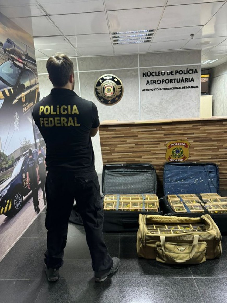 PF apreende 300 aves exóticas em malas no Aeroporto de Manaus