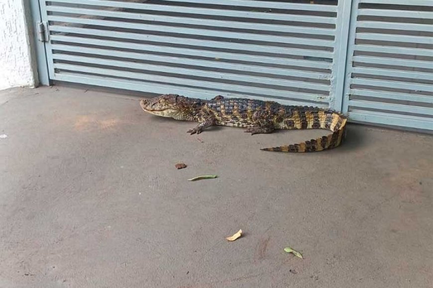 Jacaré é encontrado na porta de casa de radialista em Aquidauana