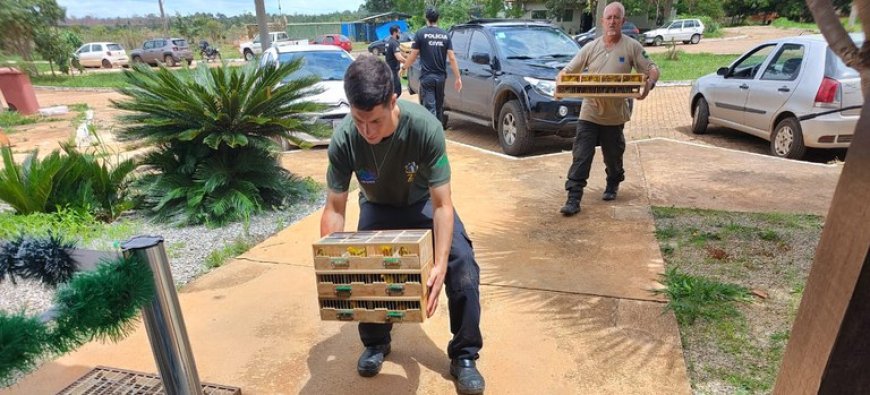 Mais de 1.500 aves silvestres são resgatadas em operação no Distrito Federal