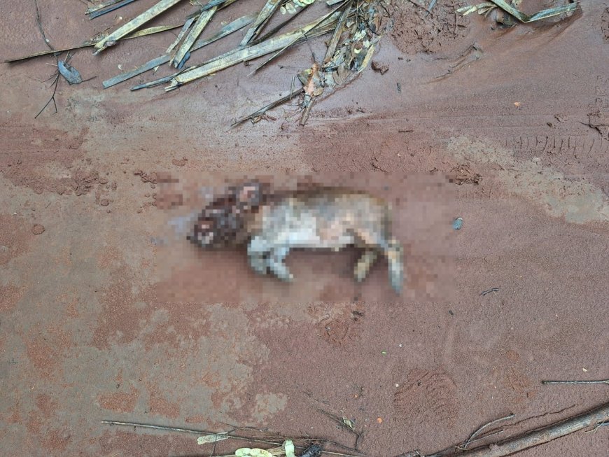 Sete homens são presos por furto de porcos em Aquidauana