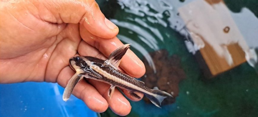 Operação do IBAMA combate comércio ilegal de peixes ornamentais