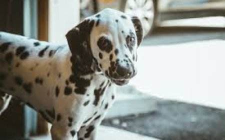 Ataque Canino Resulta em Amputação de Pênis de Idoso em Campo Grande