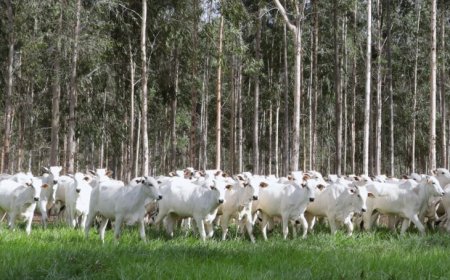 Medida reforça controle sanitário e mantém Mato Grosso do Sul como referência em sanidade