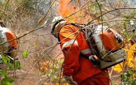 Governo federal reconhece emergência em MS devido a incêndios florestais