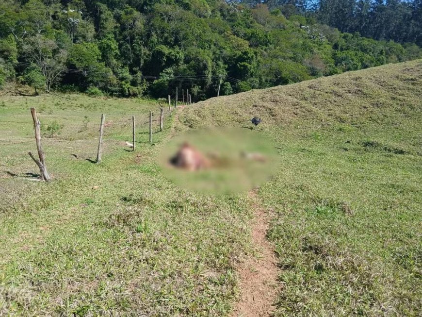 Polícia investiga quadrilha ligada ao comércio ilegal de carne