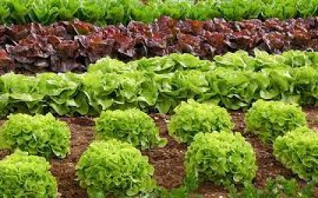 Enquanto algumas verduras caem de preço, frutas e legumes apresentam alta na semana