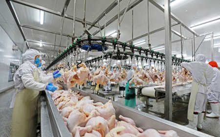 Exportações de frango para China são retomadas