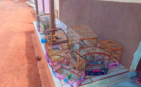 Influenciador é alvo de autuação do Ibama por incentivo à caça ilegal