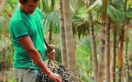 Açaí brasileiro: símbolo da sustentabilidade e inovação