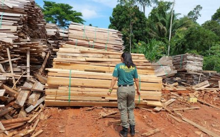 Ações reforçam rastreabilidade da madeira e proteção ambiental