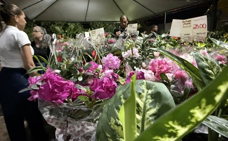 A Primavera da Solidariedade Floresce: 13ª Feira da APAE Ilumina Nova Andradina (MS)