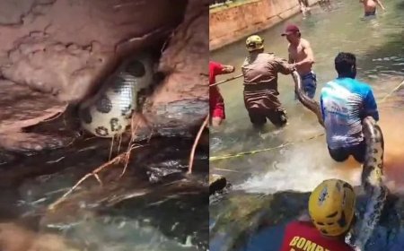 Sucuri gigante surpreende turistas ao aparecer em piscina de resort em Goiás