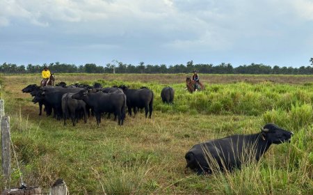 Fazenda paraense se destaca na COP 30 com modelo sustentável de criação de búfalo
