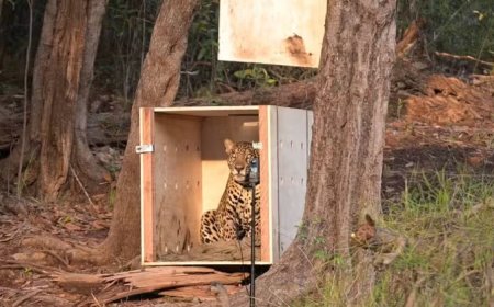 Onça resgatada no Rio Negro se adapta à natureza e já percorre 1,2 km