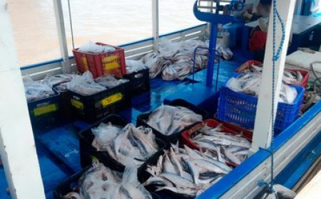 Ibama apreende 1,3 tonelada de pescado no defeso no Pará