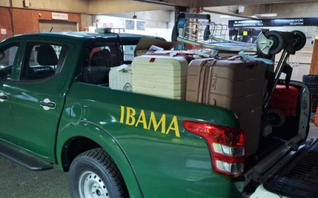 Tráfico internacional de fauna é interceptado no aeroporto de São Paulo