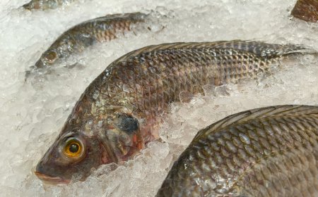 Projeto de Lei em MS exige rastreabilidade para tilápia