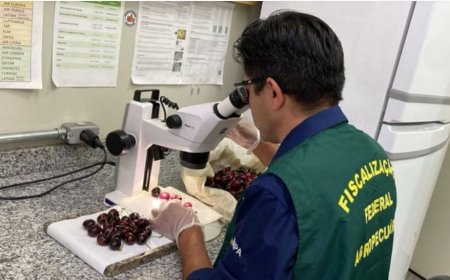 Vigiagro impede entrada de praga e destrói cerejas do Chile