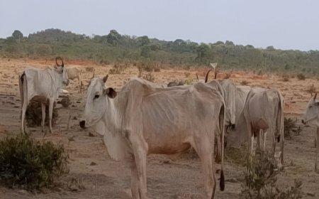 Fazenda é alvo de investigação após denúncia de abandono e morte de bovinos