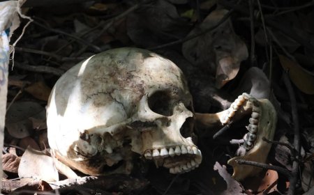 Motorista encontra crânio humano às margens da BR-262