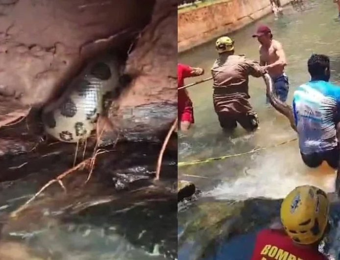 Sucuri gigante surpreende turistas ao aparecer em piscina de resort em Goiás
