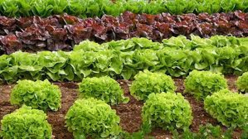 Enquanto algumas verduras caem de preço, frutas e legumes apresentam alta na semana