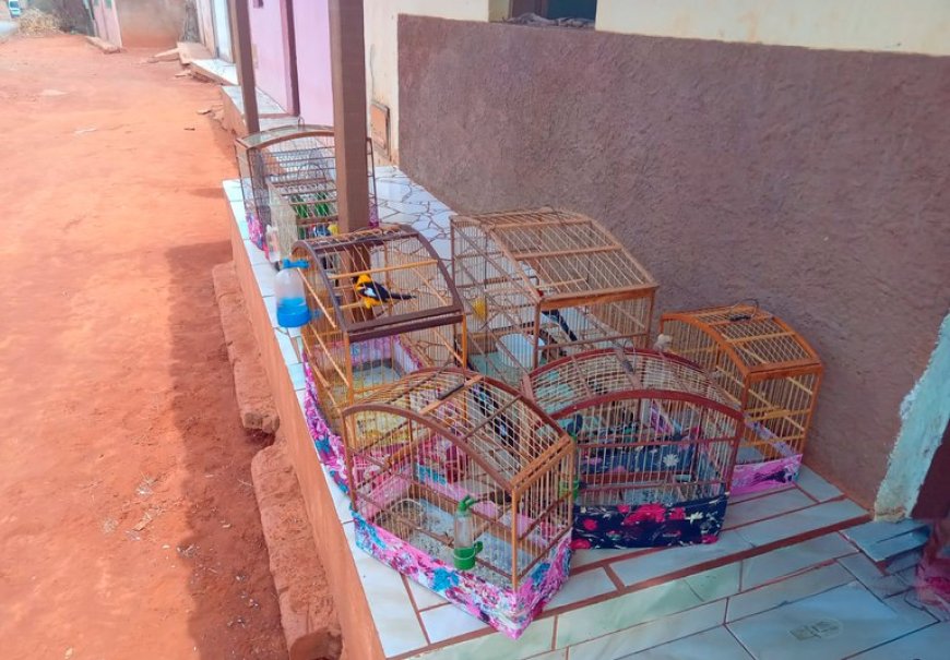 Influenciador é alvo de autuação do Ibama por incentivo à caça ilegal