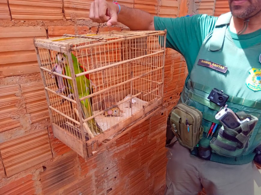 Influenciador é alvo de autuação do Ibama por incentivo à caça ilegal