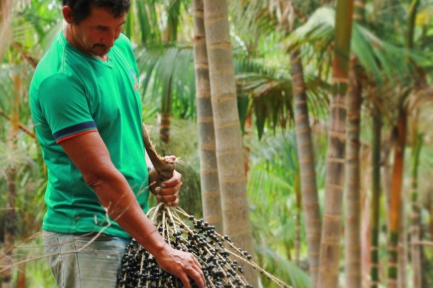 Açaí brasileiro: símbolo da sustentabilidade e inovação