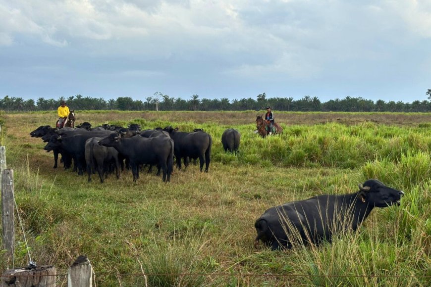 Fazenda paraense se destaca na COP 30 com modelo sustentável de criação de búfalo