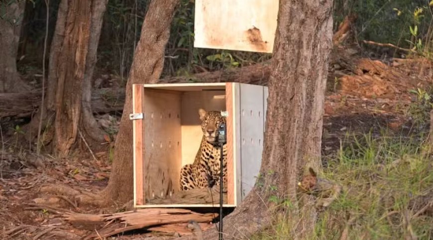 Onça resgatada no Rio Negro se adapta à natureza e já percorre 1,2 km