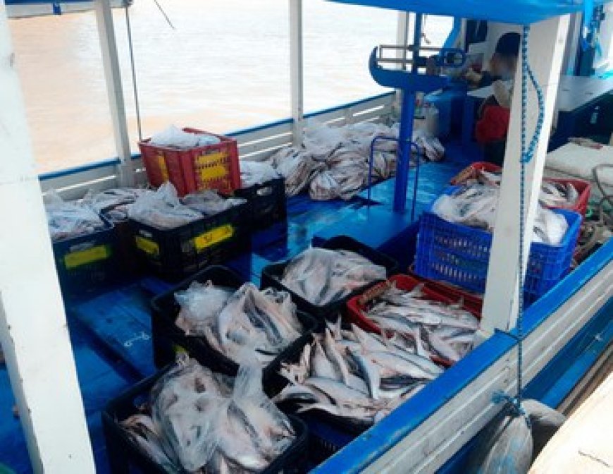 Ibama apreende 1,3 tonelada de pescado no defeso no Pará