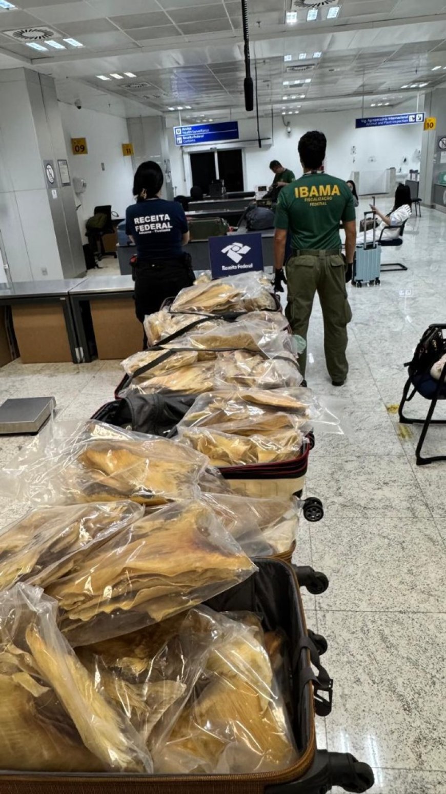 Tráfico internacional de fauna é interceptado no aeroporto de São Paulo