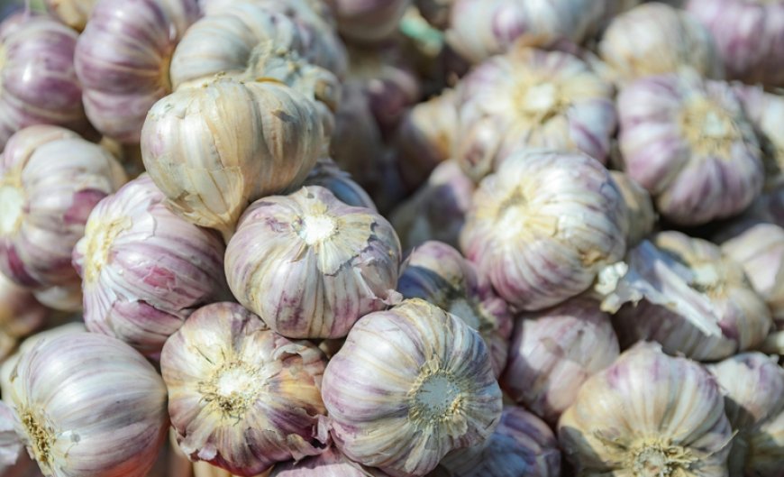 Produtores de alho ganham segurança com novo zoneamento climático