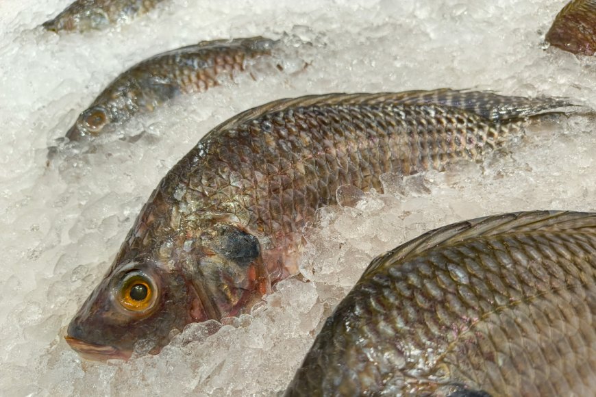 Projeto de Lei em MS exige rastreabilidade para tilápia