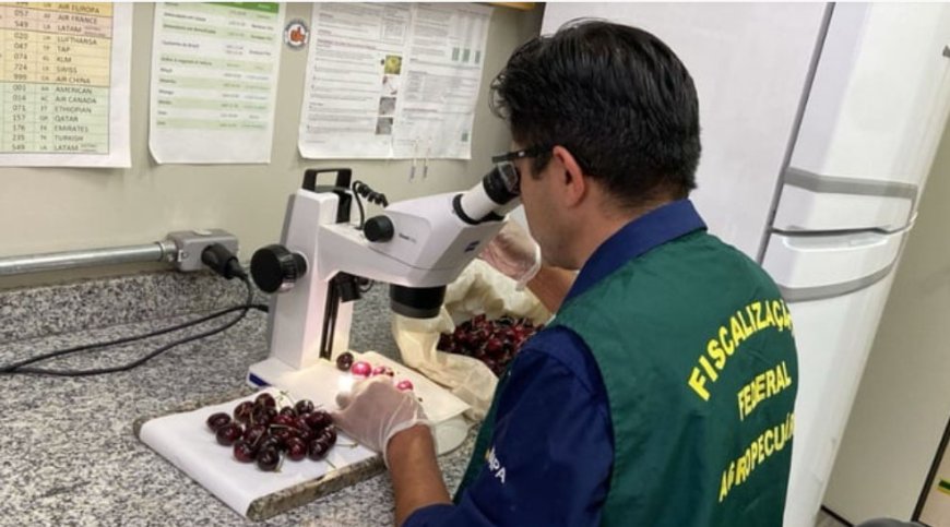 Vigiagro impede entrada de praga e destrói cerejas do Chile