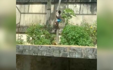 Jovem invade jaula e morre após ataque de leoa na Bica, em João Pessoa