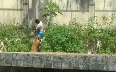 Laudo do IML revela causa da morte de jovem atacado por leoa