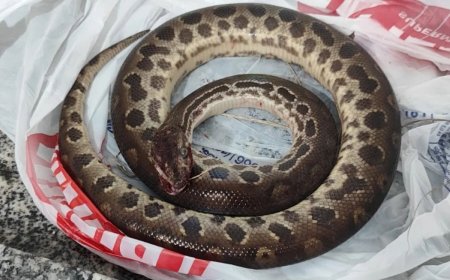 Sucuri ataca, homem morde e se salva