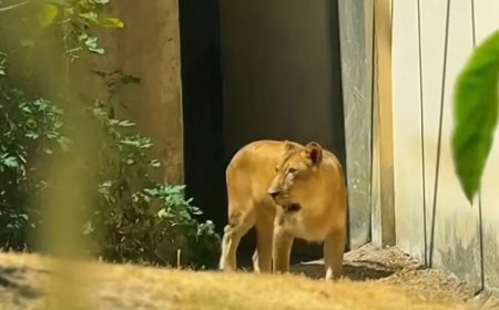 Leoa que matou jovem volta à jaula após recuperação