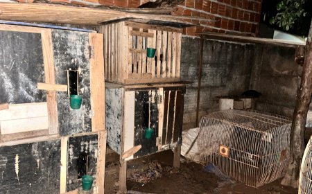 Polícia desativa rinha e apreende galos em Chapadão do Sul