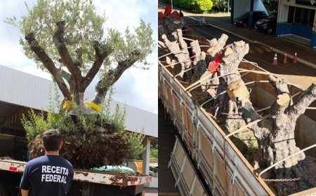 UEMS recebe oliveiras apreendidas para projetos ambientais