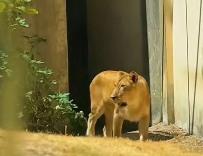 Leoa que matou jovem volta à jaula após recuperação