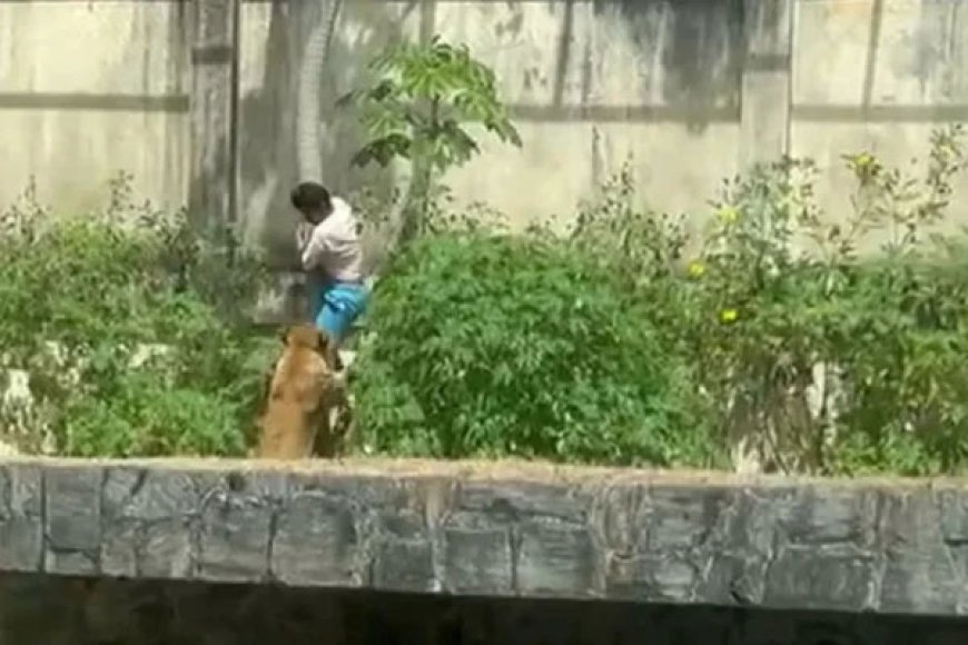 Laudo do IML revela causa da morte de jovem atacado por leoa