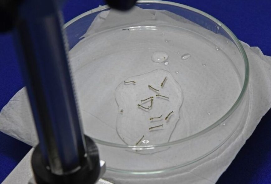 Morte de homem após diagnóstico de dengue mobiliza autoridades em Campo Grande