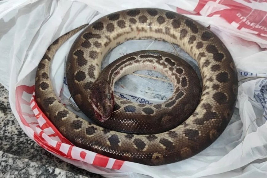 Sucuri ataca, homem morde e se salva