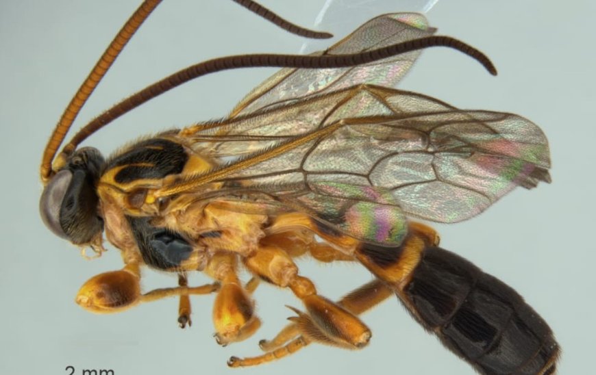 Serra do Japi revela nova espécie de vespa